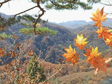 种月（种月季花用什么土壤最合适）